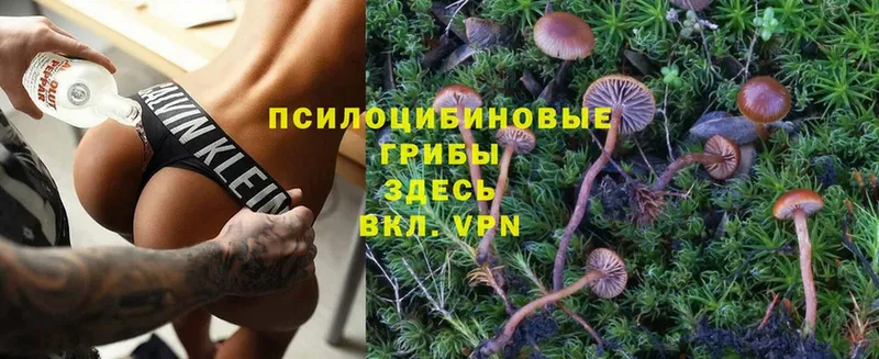 Галлюциногенные грибы Psilocybe  Тутаев 